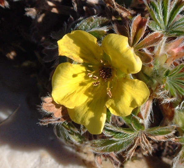 potentilla?